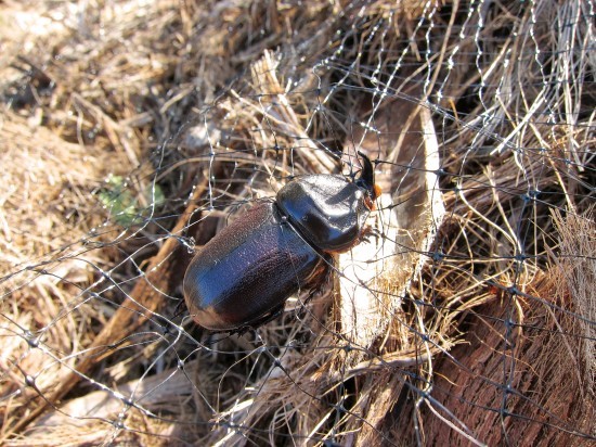 coconut rhinoceros beetle in florida coconut rhinoceros beetle in florida