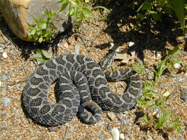 Western massasauga