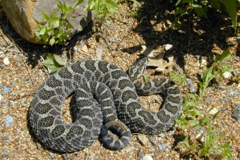 Watch out for venomous snakes on Fort Sill ranges ...