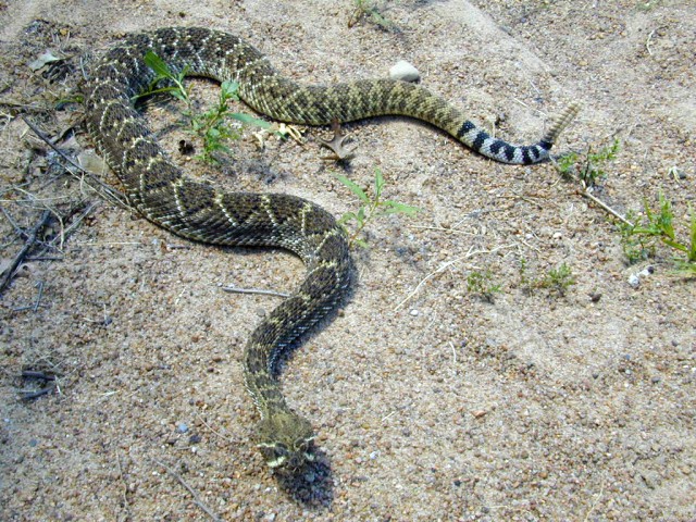 Western diamondback