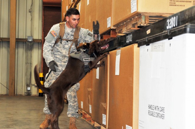 8th MP's MWD teams earn certification, enhance readiness