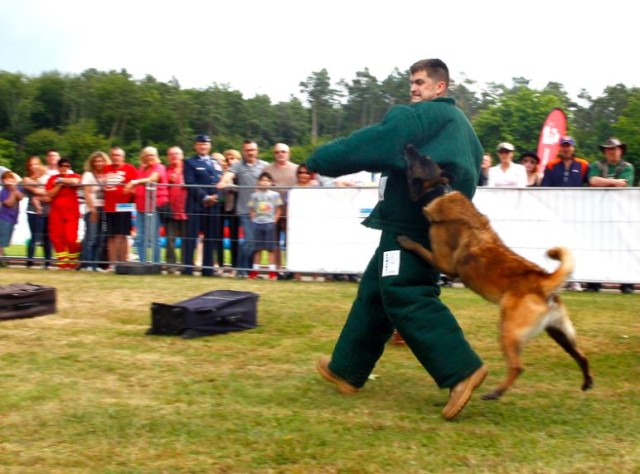 Military Working Dog