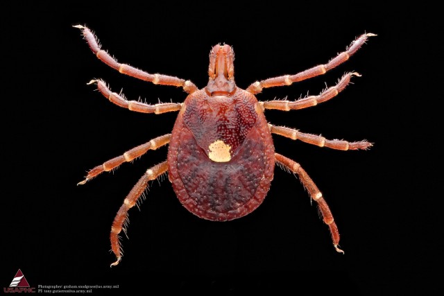 Lone Star Tick