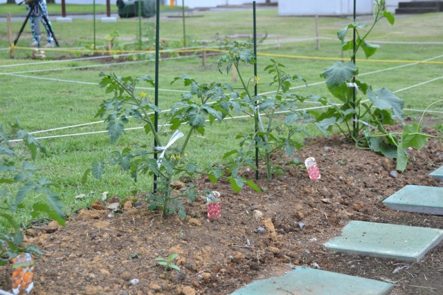 Community garden brings residents together 