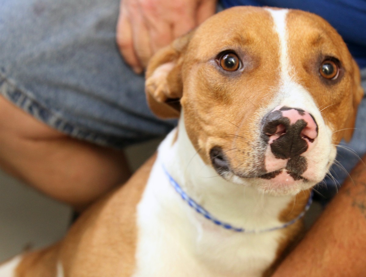 Pet Of The Week Article The United States Army