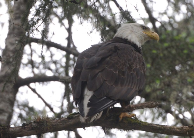 Alaskan military resort booms on Independence Day