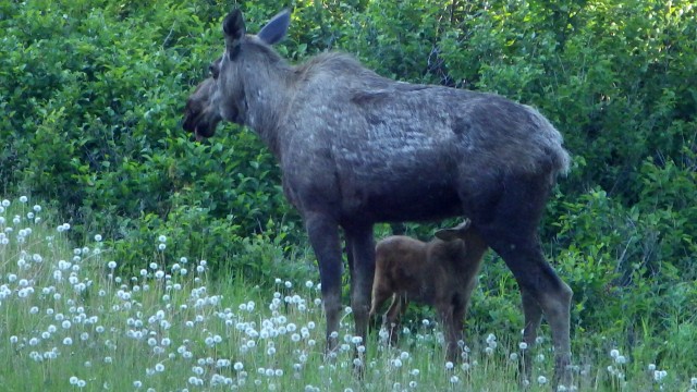 Alaskan military resort booms on Independence Day