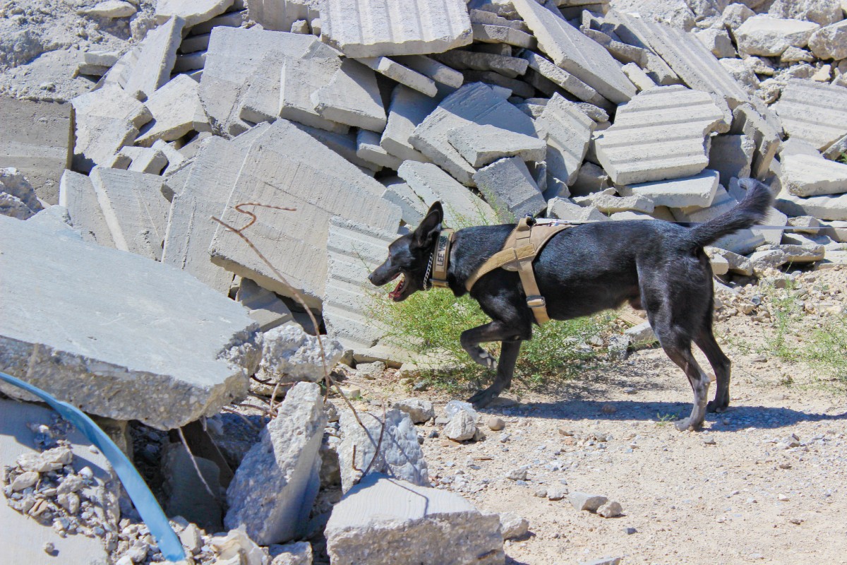 Military working dog handlers 'It's the best job ever' Article The