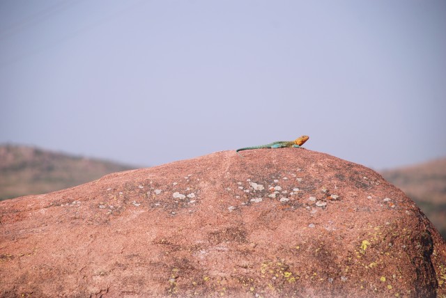 Eastern Collared Lizard