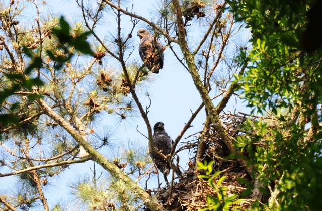Eagles claim Lake Tholocco as family home
