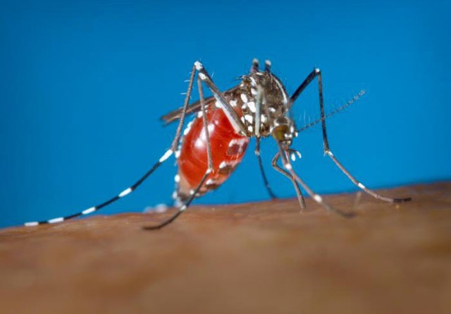 Mosquito population hits summer peak; monitoring begins