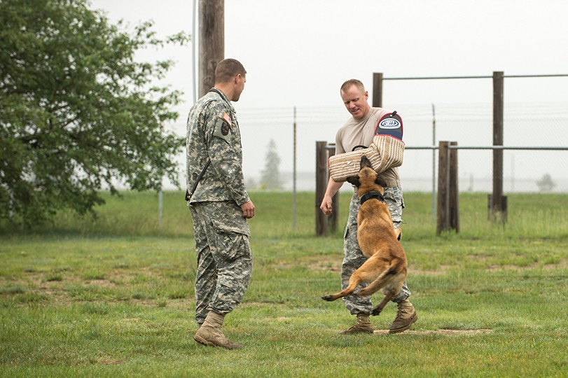 Military Working Dogs put on demonstration for students | Article | The ...