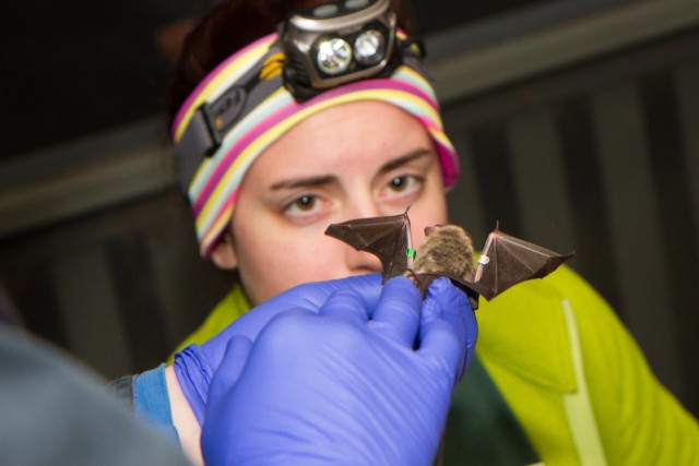 New York's bat community examined