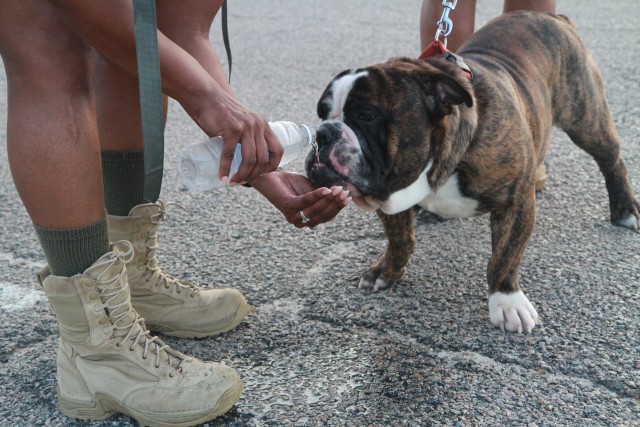 1st Sustainment Command (Theater) Soldiers, Families get in step