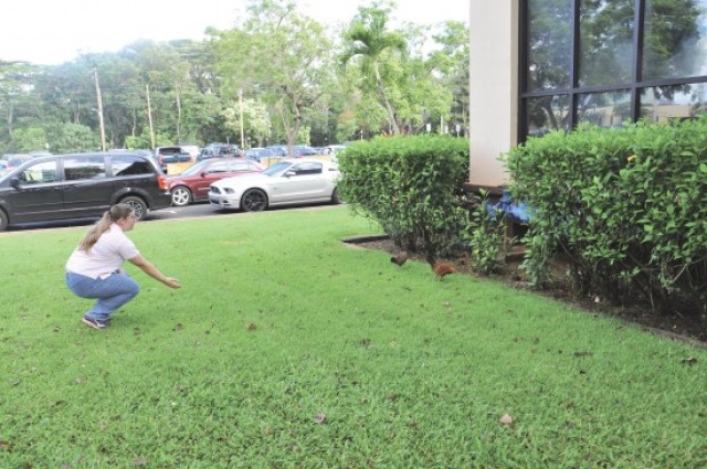 USAG-HI provides opportunities to adopt chickens&#8232;