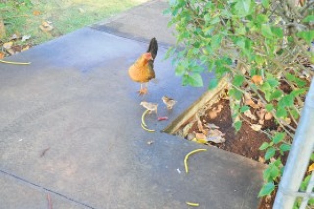 USAG-HI provides opportunities to adopt chickens&#8232;