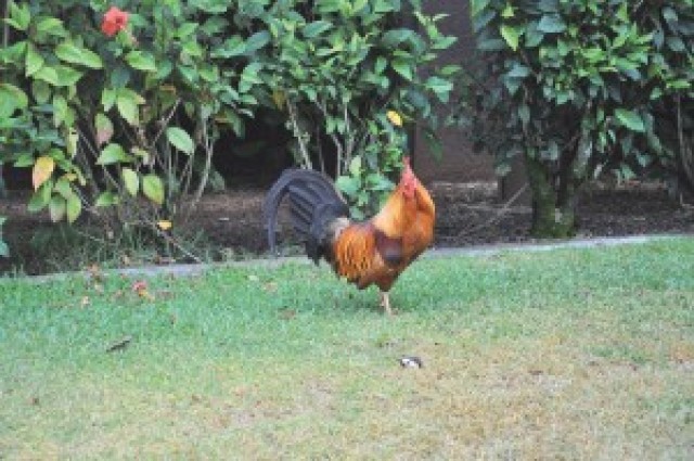 USAG-HI provides opportunities to adopt chickens&#8232;