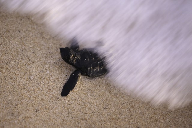 Torii Station Turtles Saved From Typhoon