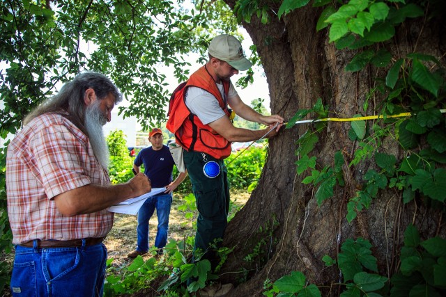 ANAD water oak nominated as Alabama champion tree
