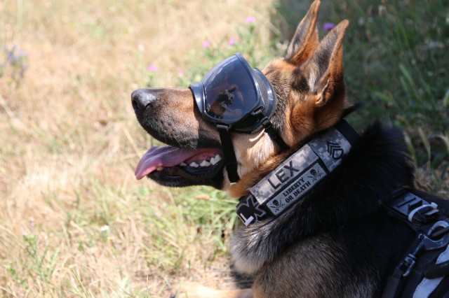 military working dog harness