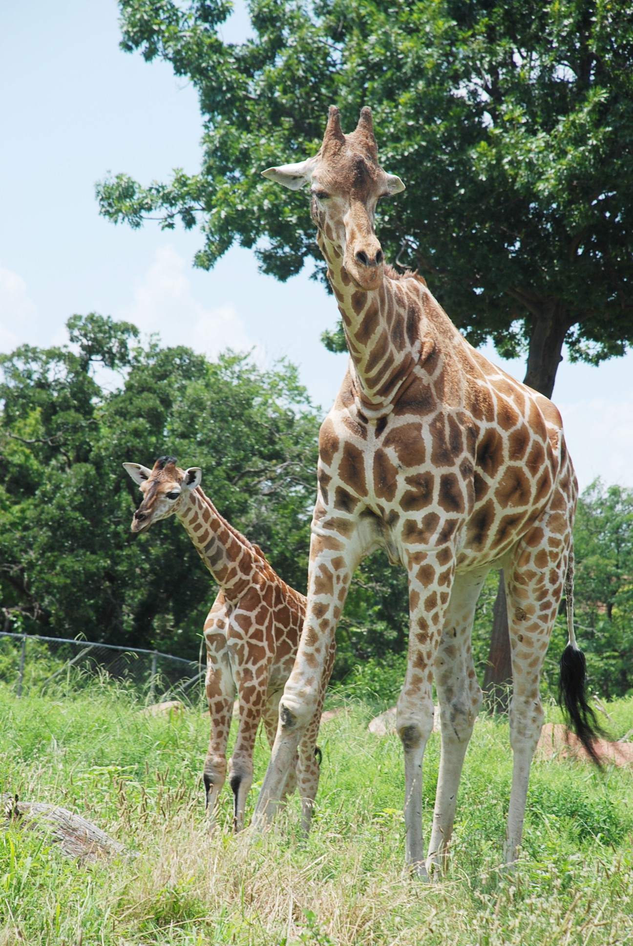 Oklahoma City Zoo Animals