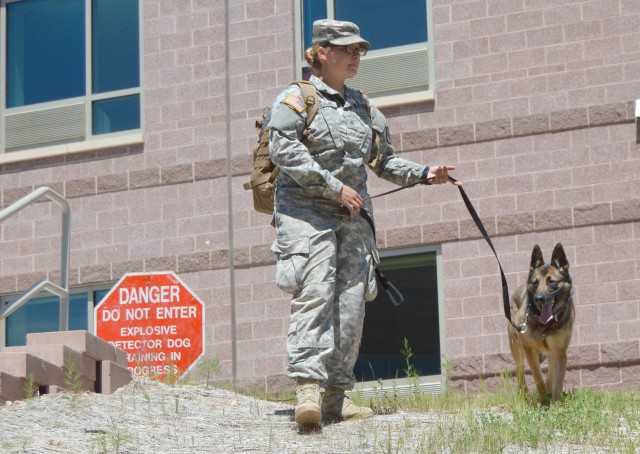 Military working dogs certify on Fort Carson