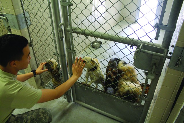 Stray dogs and abandoned pets, a biting issue