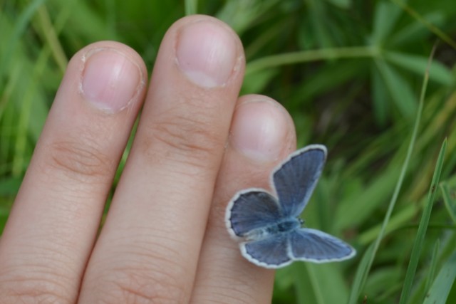 Researchers gather Karner blue butterfly data at Fort McCoy