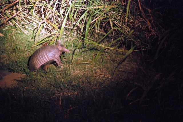 Armadillo spotting