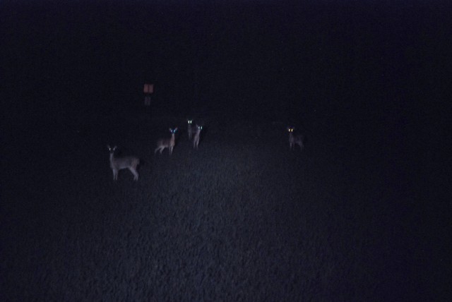 Glowing eyes