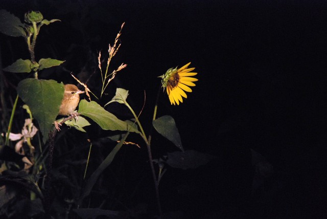 Sunflower songbird