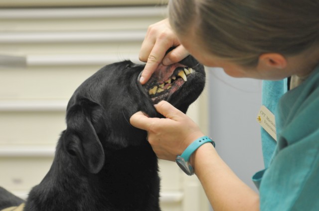 Fort Carson Veterinary Center earns accreditation