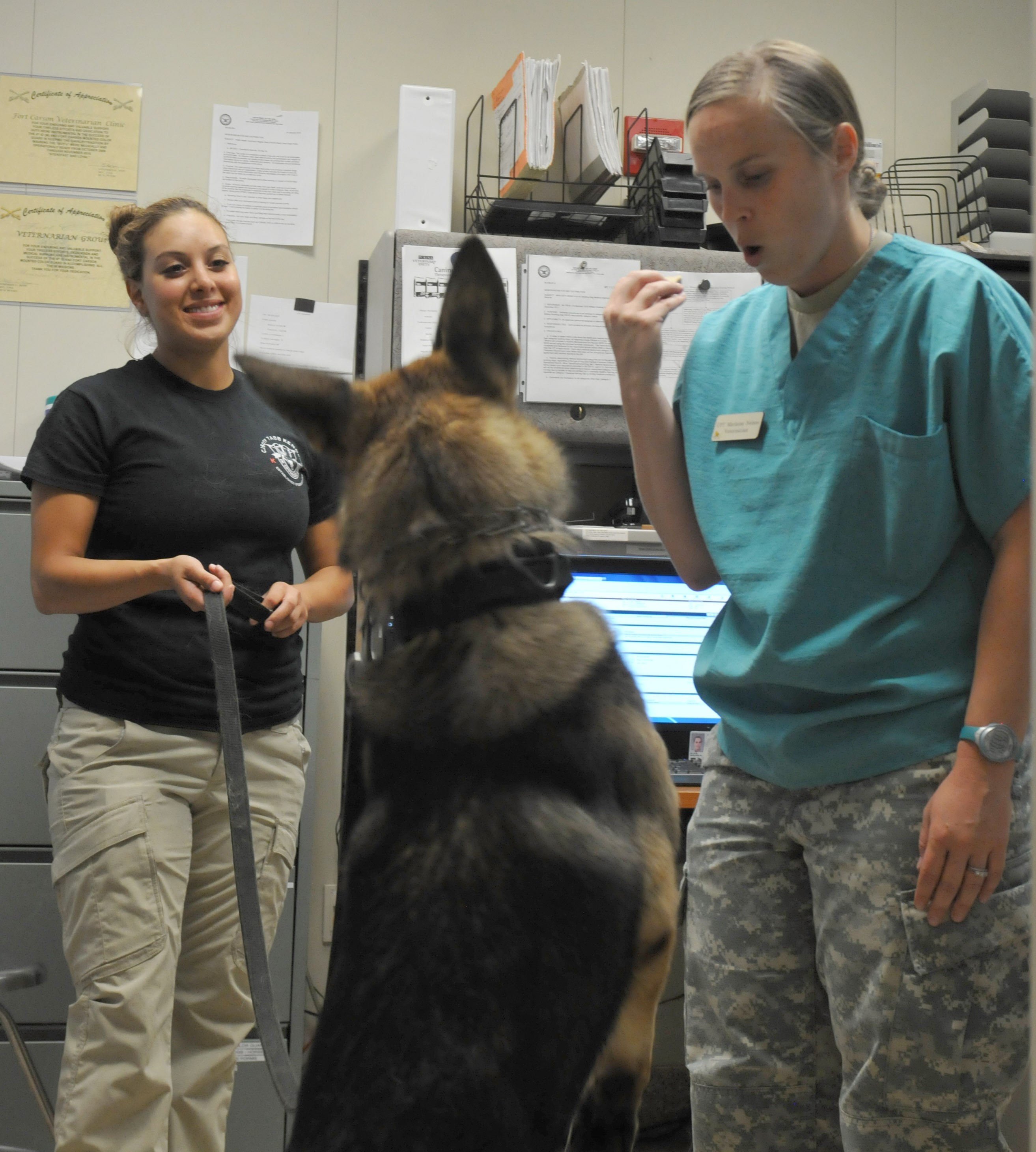 Fort Carson Veterinary Center earns accreditation | Article | The United  States Army
