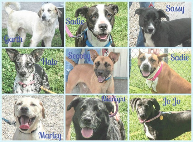 Program helps community care for local strays