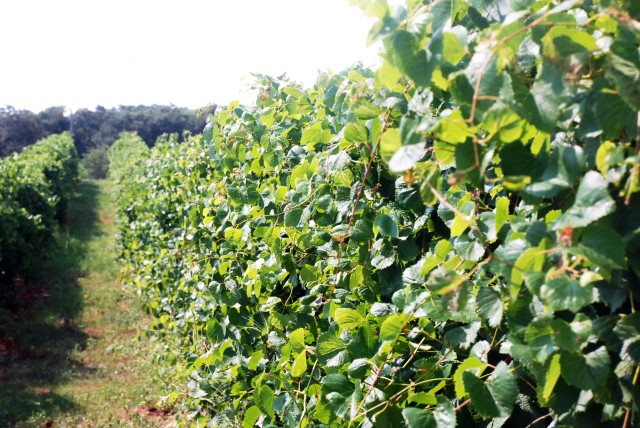 Oklahoma vines