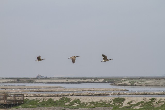 Engineers present plan to reduce threat of flooding along bay