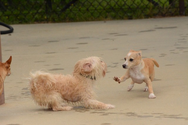 Dog Day Afternoon