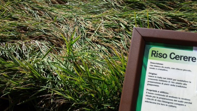 Milan Expo 2015: Rice