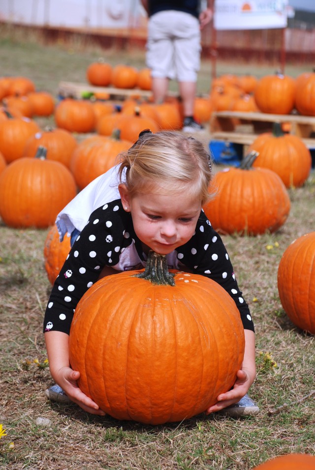Pickin' the perfect punkin