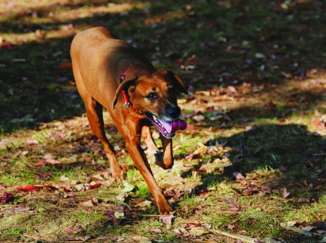 Dog Park op