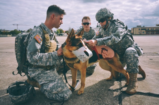 Military Working Dog teams train for Medical Evacuations