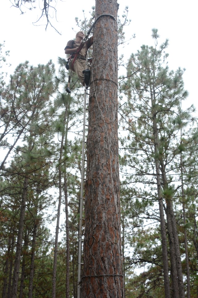 Fort Jackson biologist makes final check of man-made woodpecker tree cavity