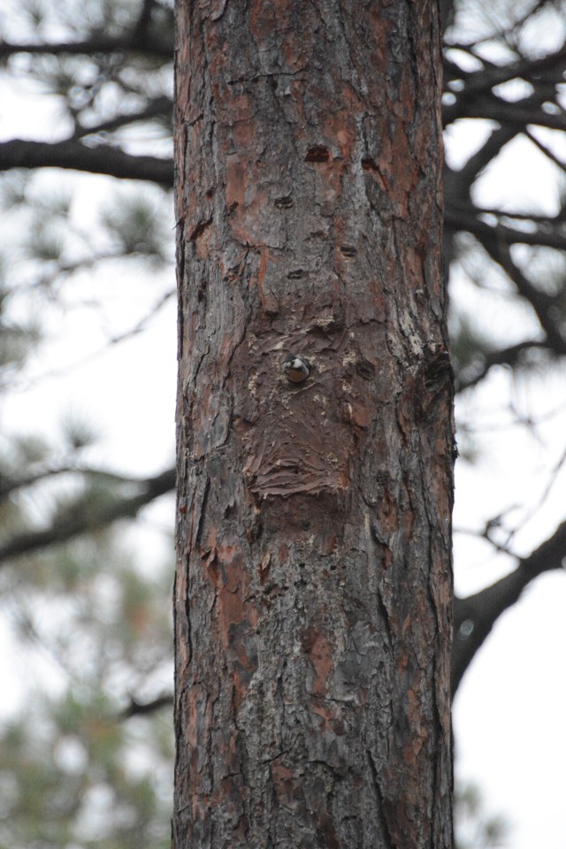 An endangered red-cockaded woodpecker wriggles out of a man-made tree cavity