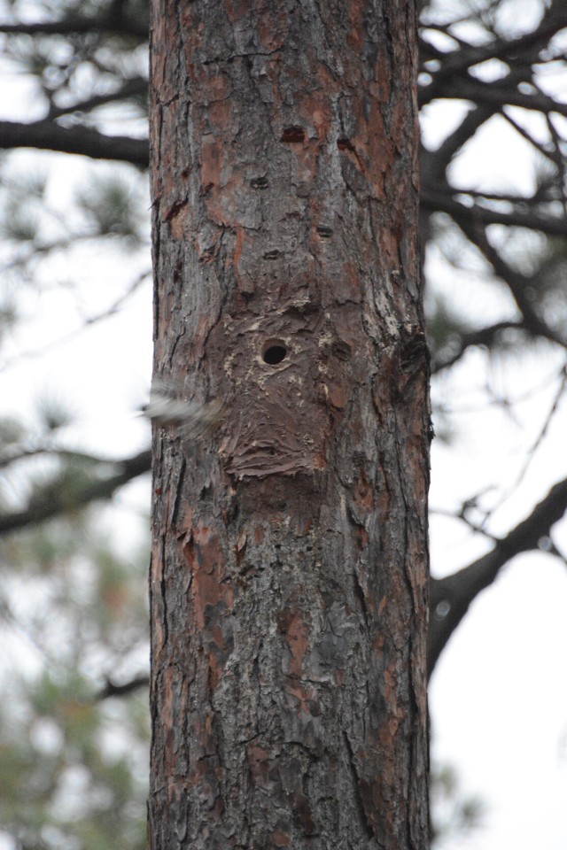 An endangered red-cockaded woodpecker flies out of a man-made tree cavity