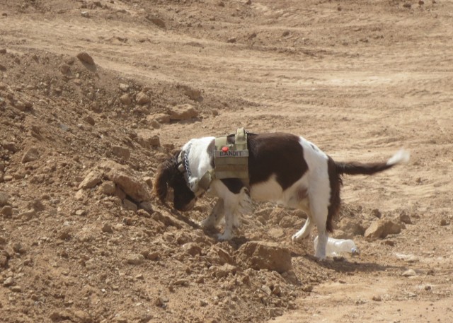 Retired specialized search dog adopted Sgt. Sterling Wells