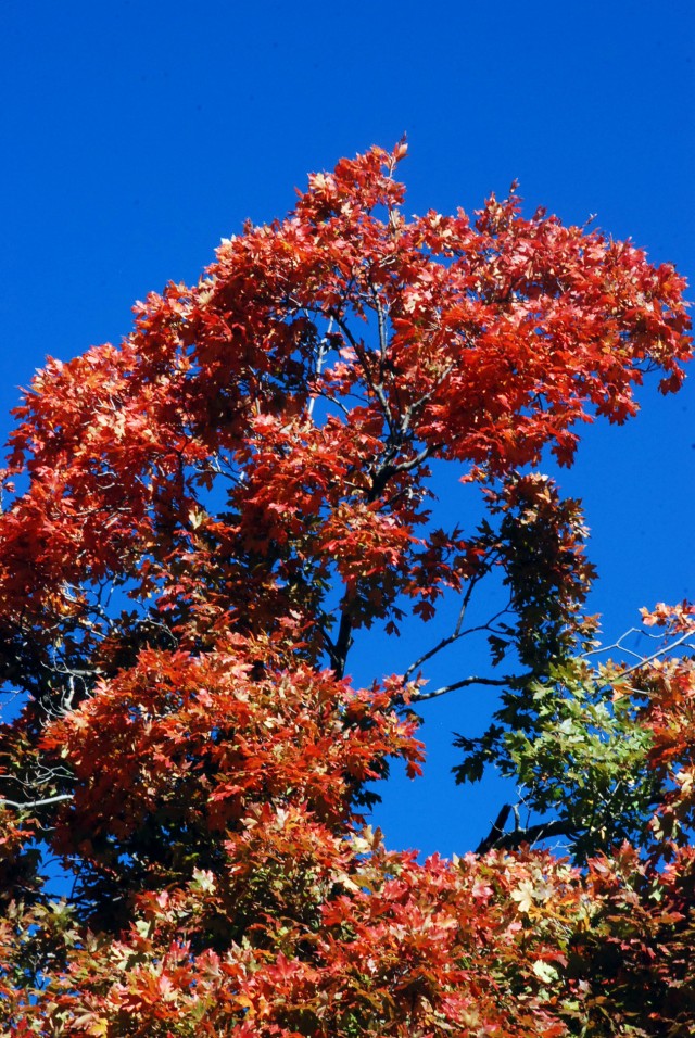 Fall foilage