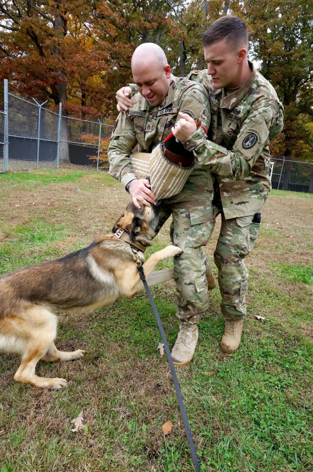 Man's best friend, crime's worst enemy | Article | The United States Army