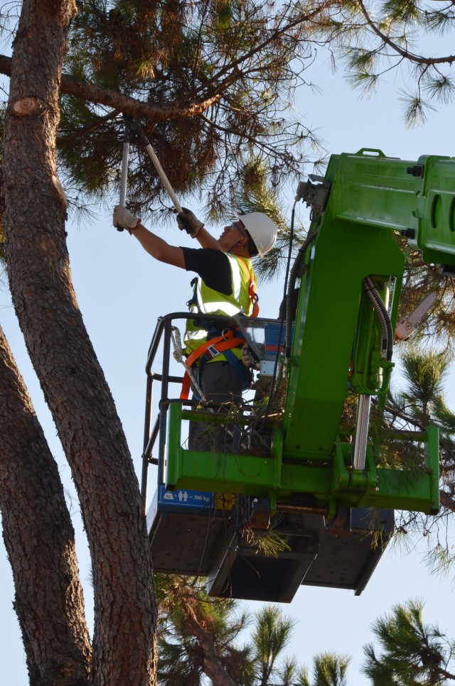 Ederle prunes pine trees to ensure safety