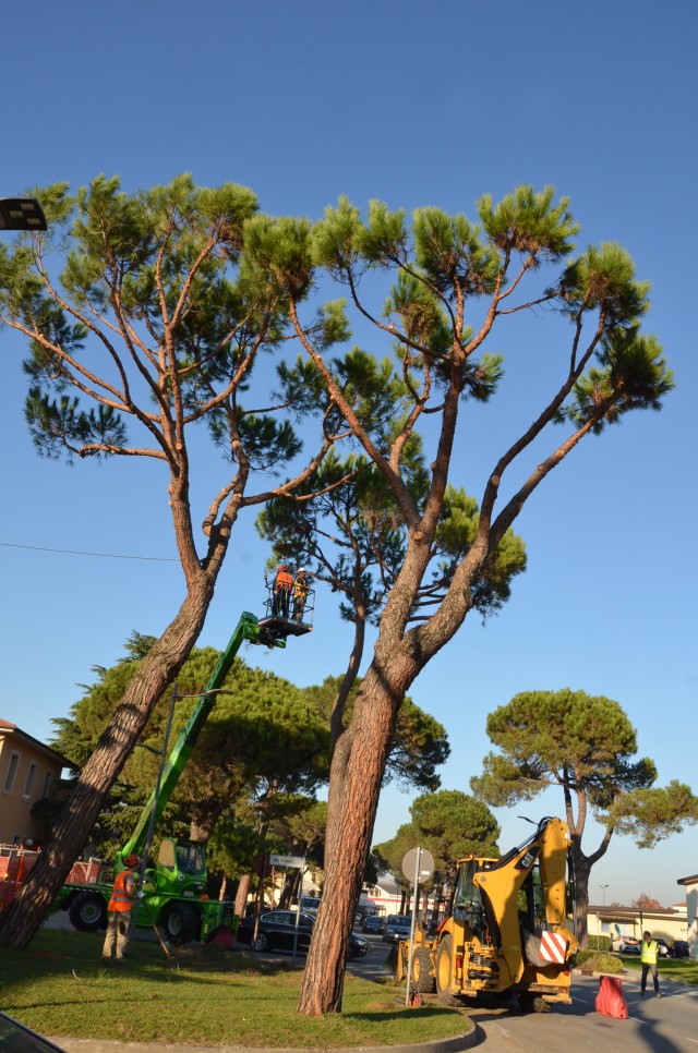 Ederle prunes pine trees to ensure safety