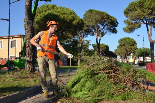 Ederle prunes pine trees to ensure safety